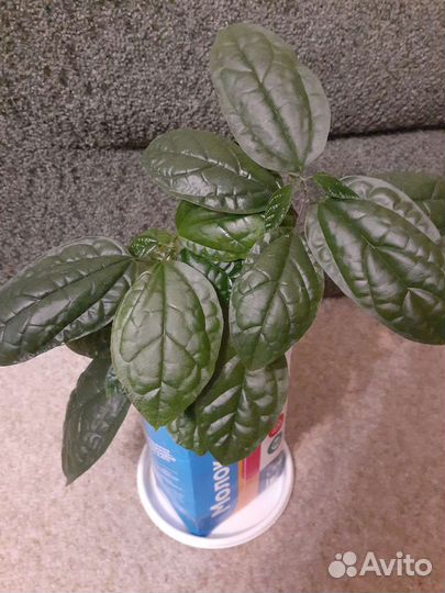 Клеродендрум Томпсона