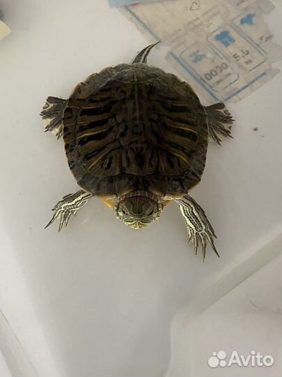 Красноухая черепаха