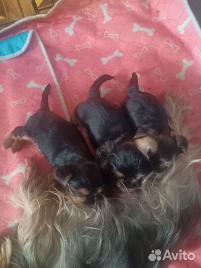 Йоркширский терьер мини беби фейс щенки