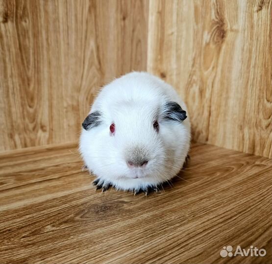 Морская свинка. Девочка