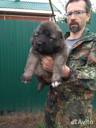 Мощные щенки Кавказской овчарки