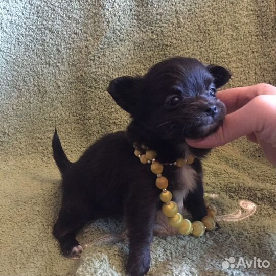 Чёрная жемчужина mini чишка