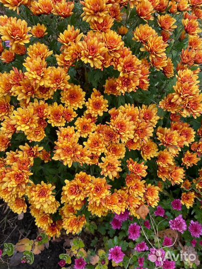 Хризантема мультифлора