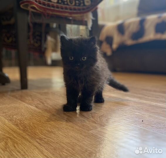 Кошечка в добрые руки