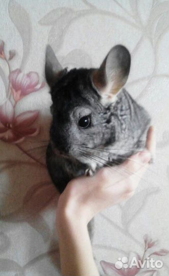 Шиншилла