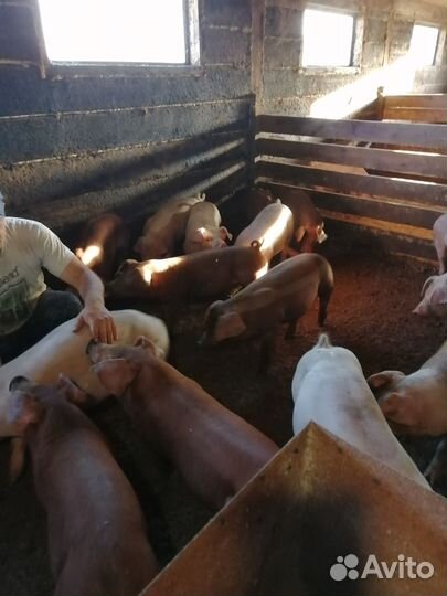 Поросята помесь ландрас дюрок