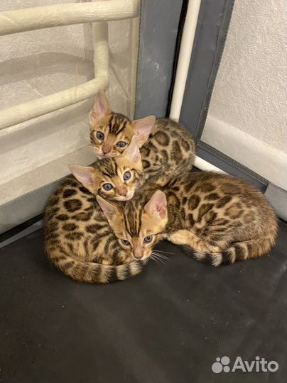 Радость в ваш дом- бенгальские котята