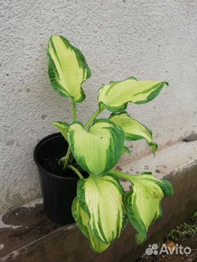 Хоста растение, цена разная