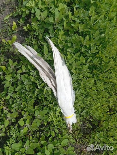 Гусиное крыло