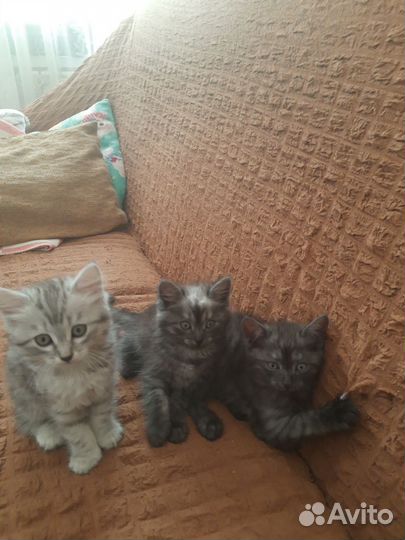 Котята в добрые руки приучены к лотку