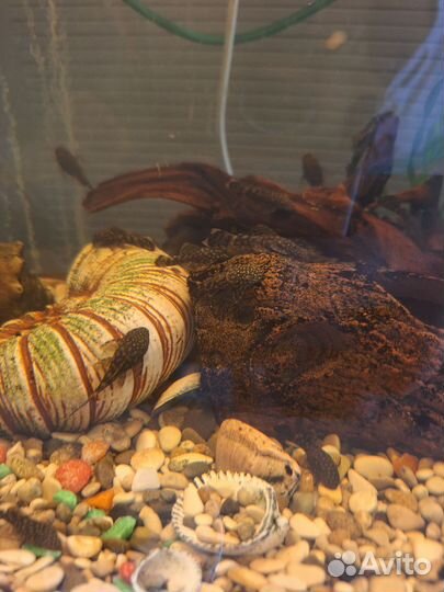 Сомики анциструсы каждый 5-й бесплатно