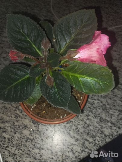 Глоксиния цветущая