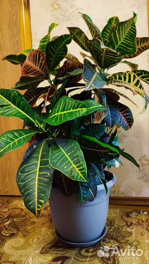 Кротон Петра