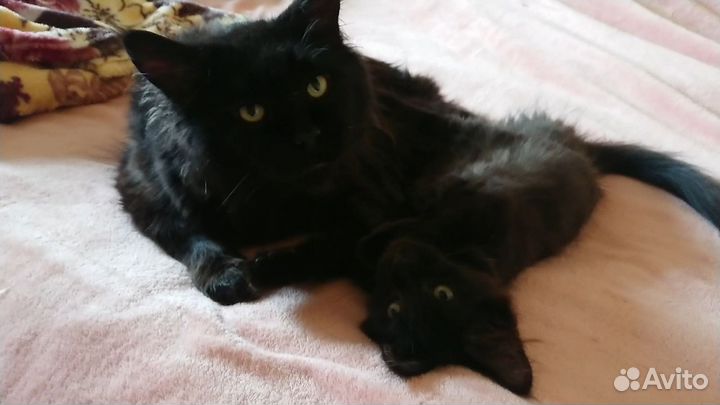 Котёнок мейн-кун