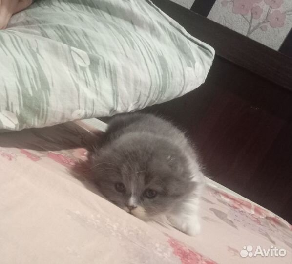 Британская кошечка