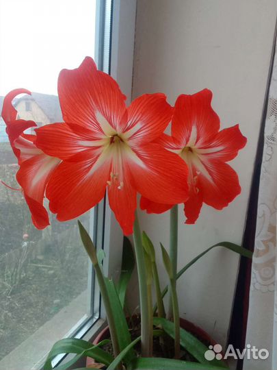 Гиппеаструм