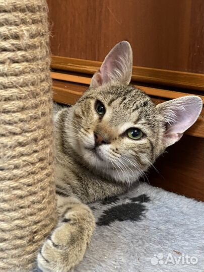 Передержка для животных