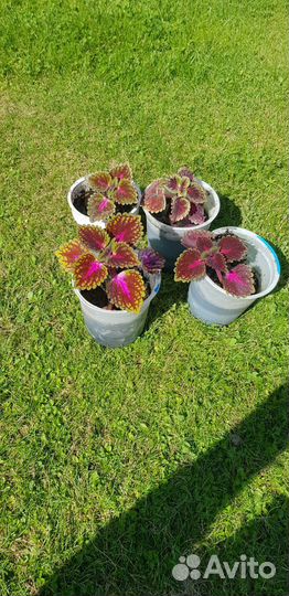 Колеус Вершаффельта бархатисто красно зелёный