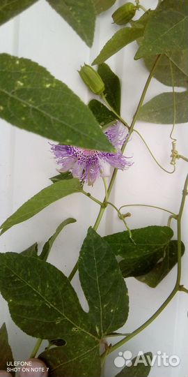 Маракуйя северная, пассифлора инкарнатная