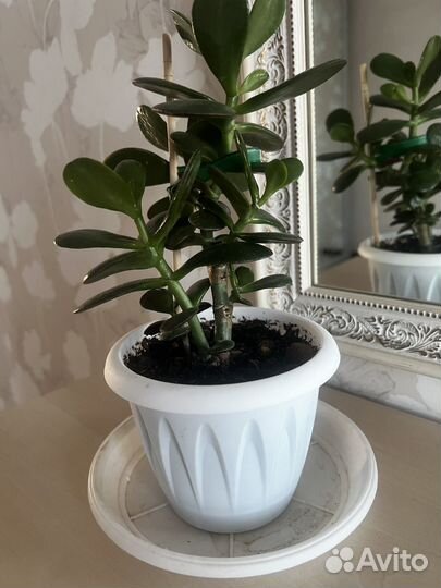 Толстянка денежное дерево