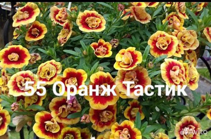 Черенки калибрахоа