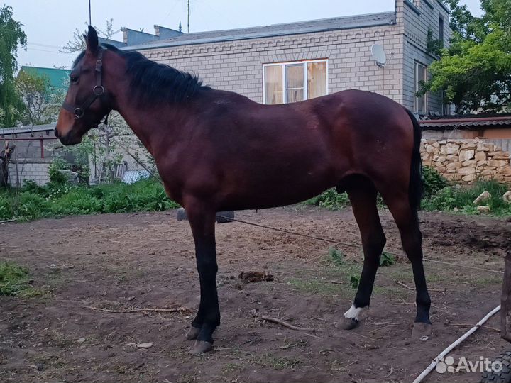 Карачаевский жеребец