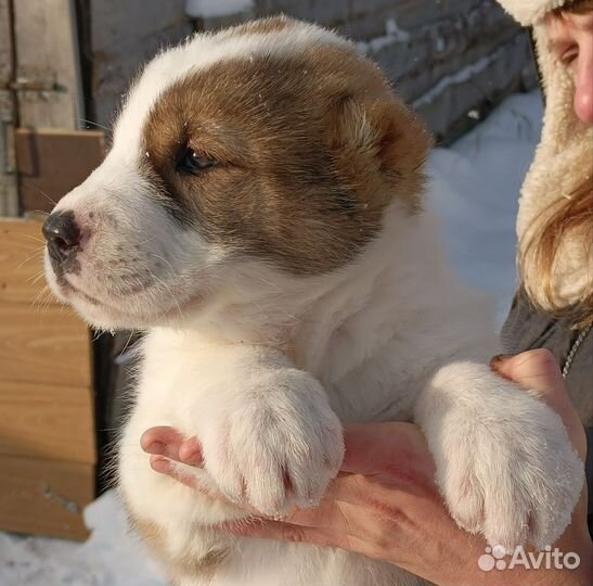 Сао щенки Алабай