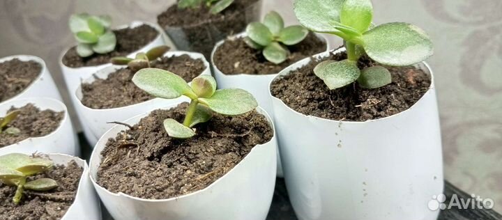 Денежное дерево