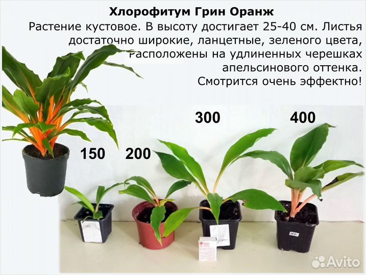 Замиокулькас Сасевиерия Филоденрон Арека и др. Цен