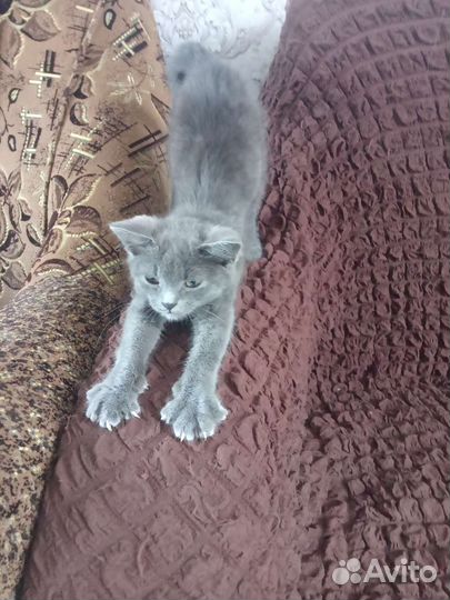 Котенок мальчик в добрые руки