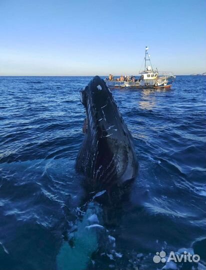 Тур в Териберку