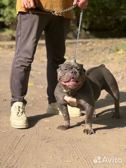 Американский булли покет девочка
