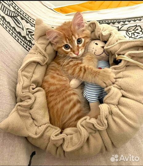 Лежанка для животных