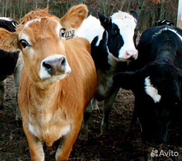 Бычки телята