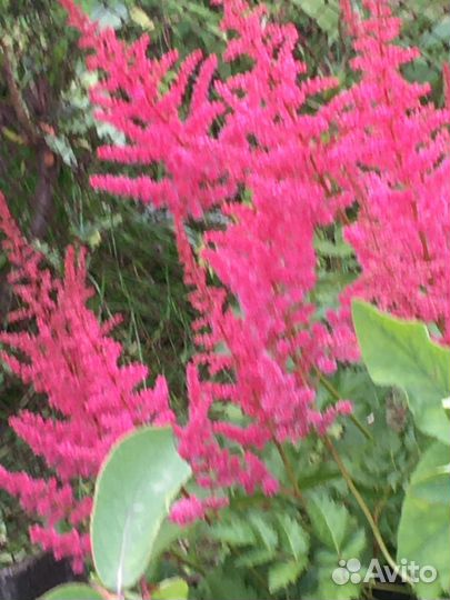 Многолетние растения для вашего сада