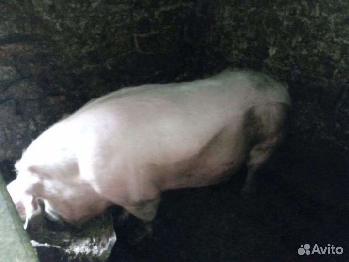 Свиноматки