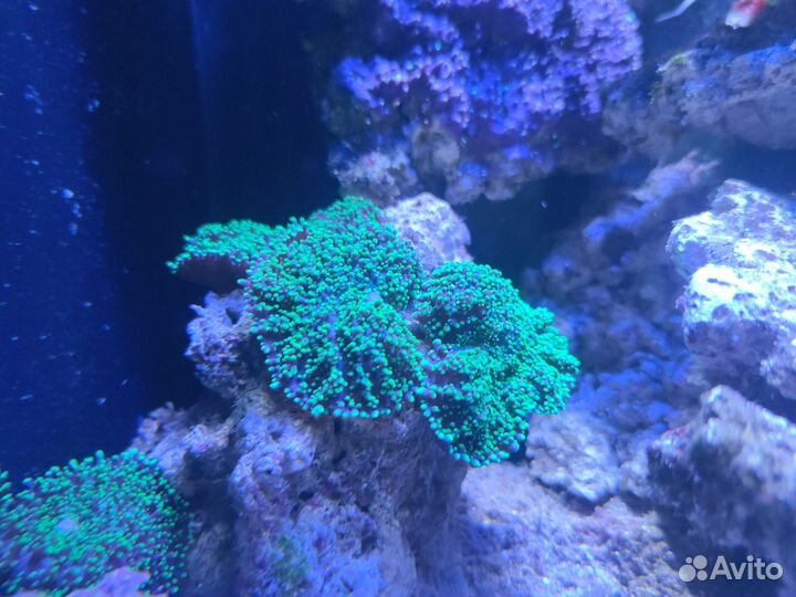 Морские кораллы