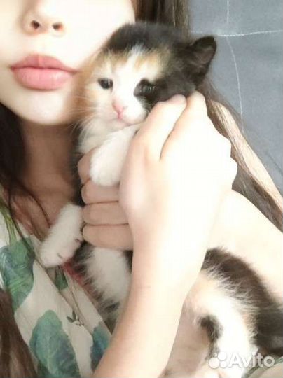Британские котята
