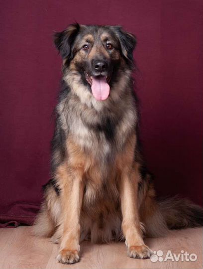 Собака-друг в хорошие руки