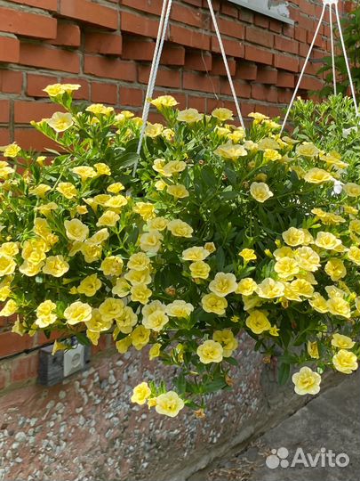 Вегетативная калибрахоа (закончилась)