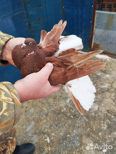 Продажа голубей