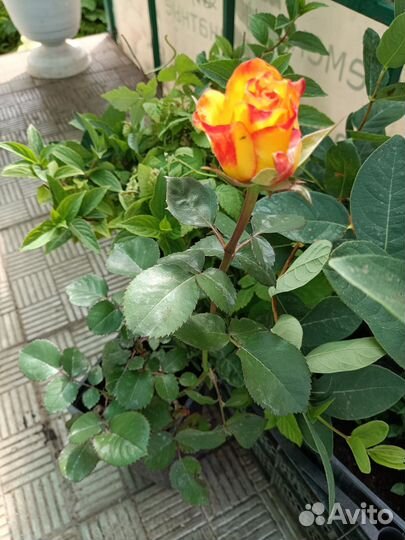 Саженцы роз