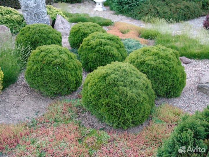 Туя западная 