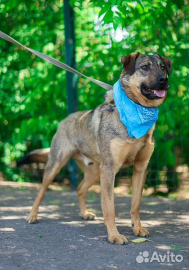 Друг человека, ласковый пес верит найти семью