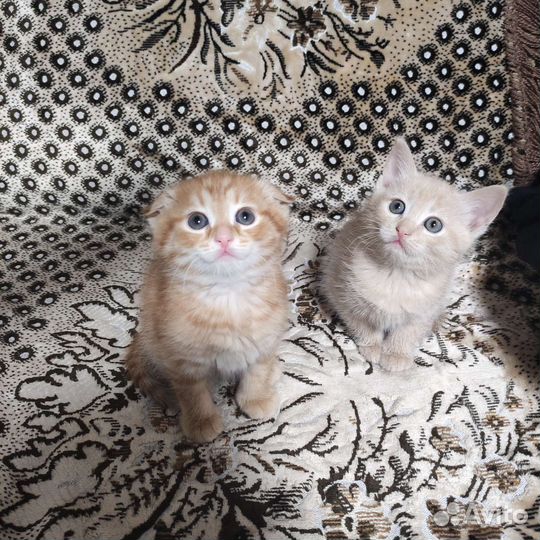 Британские котята
