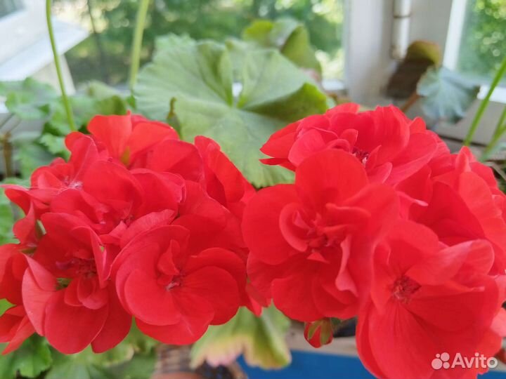 Пеларгония