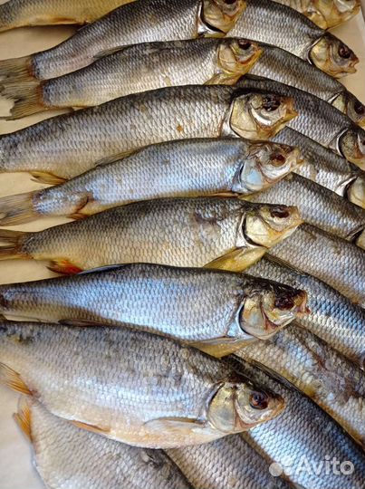 Жерех вяленый, Язь вяленый, залом Каспийский