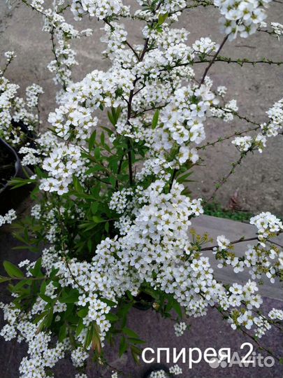 Дерен, спиреи 5 видов и др