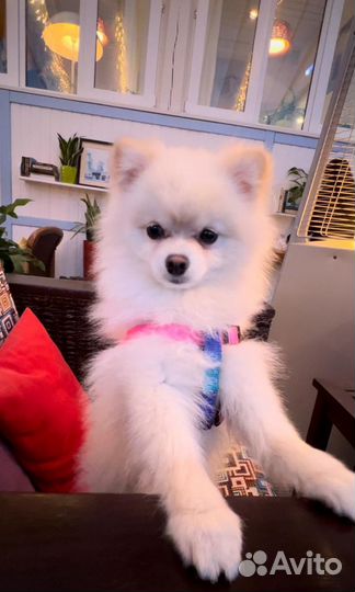 Немецкий шпиц мини