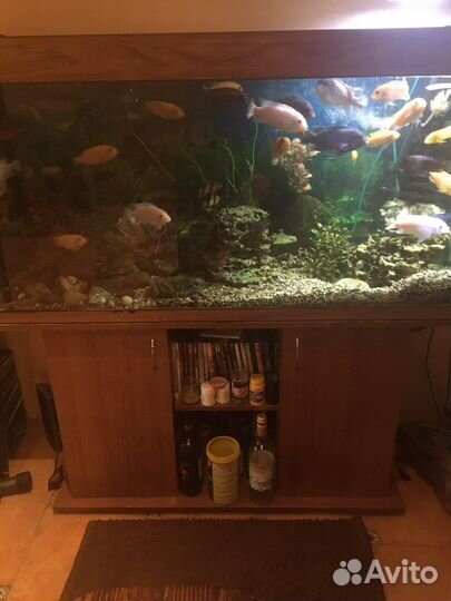 Аквариум с рыбами